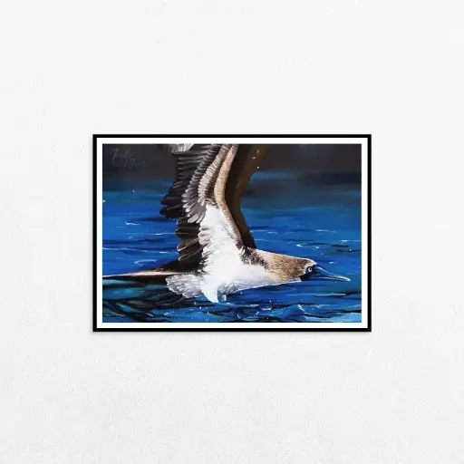 The Blue-Footed Booby